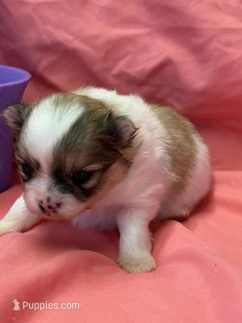 Blarney – Pomeranian puppy for sale in Tiskilwa, IL