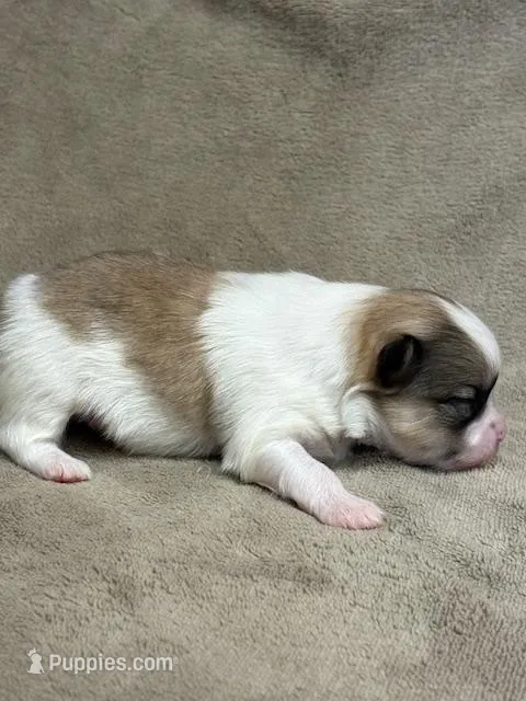 Blarney – Pomeranian puppy for sale in Tiskilwa, IL