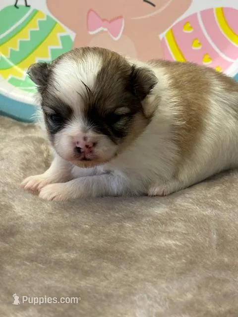 Blarney – Pomeranian puppy for sale in Tiskilwa, IL