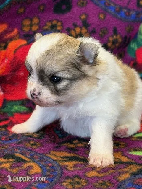 Blarney – Pomeranian puppy for sale in Tiskilwa, IL