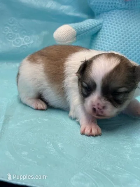 Blarney – Pomeranian puppy for sale in Tiskilwa, IL