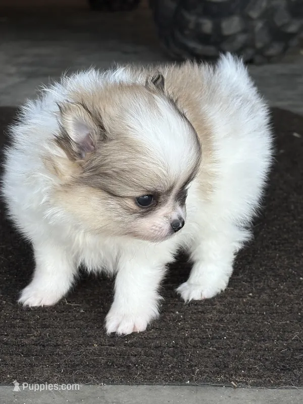 Blarney – Pomeranian puppy for sale in Tiskilwa, IL