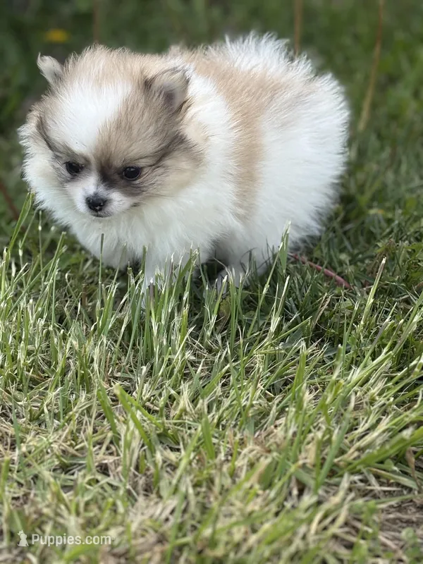 Blarney – Pomeranian puppy for sale in Tiskilwa, IL