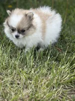 Blarney, a male Pomeranian for sale in Tiskilwa, IL – 1 of 8