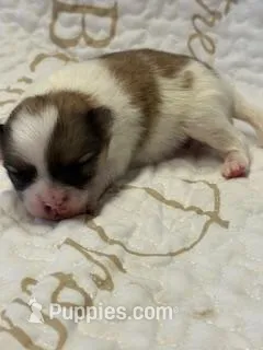 Blarney – Pomeranian puppy for sale in Tiskilwa, IL