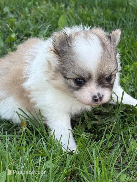 Blarney – Pomeranian puppy for sale in Tiskilwa, IL