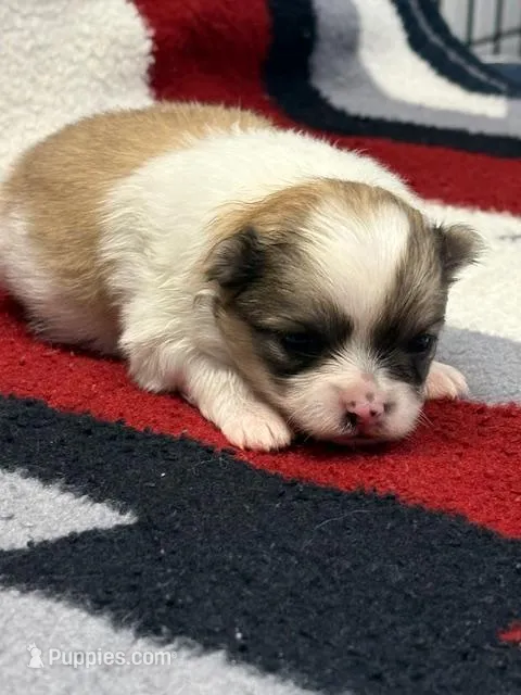 Blarney – Pomeranian puppy for sale in Tiskilwa, IL