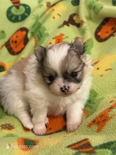 Blarney – Pomeranian puppy for sale in Tiskilwa, IL