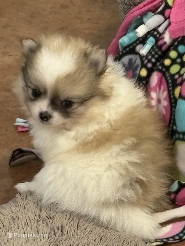 Blarney – Pomeranian puppy for sale in Tiskilwa, IL