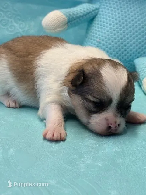 Blarney – Pomeranian puppy for sale in Tiskilwa, IL