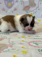 Blarney, a male Pomeranian for sale in Tiskilwa, IL – Photo 1 of 2