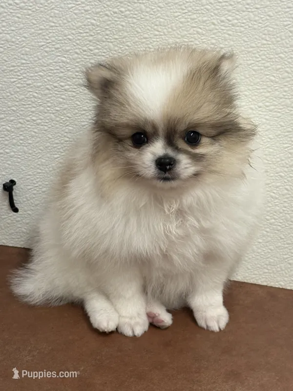 Blarney – Pomeranian puppy for sale in Tiskilwa, IL
