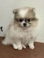 Blarney, a male Pomeranian for sale in Tiskilwa, IL – 6 of 8