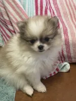 Blarney, a male Pomeranian for sale in Tiskilwa, IL – 4 of 8