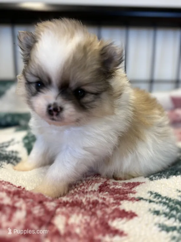 Blarney – Pomeranian puppy for sale in Tiskilwa, IL
