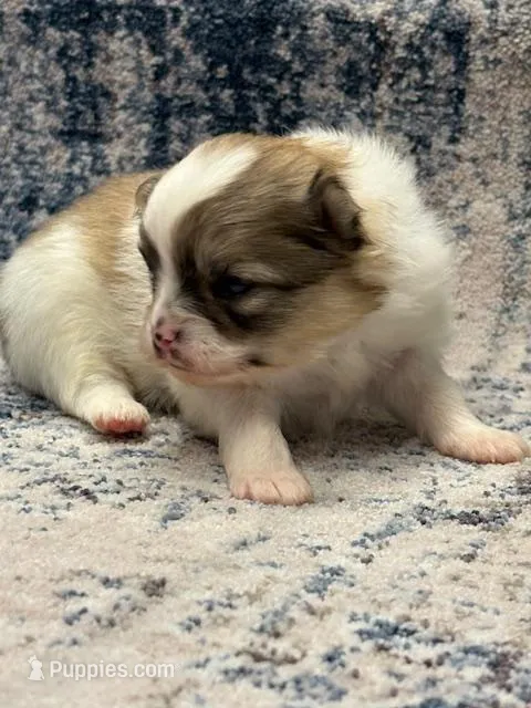 Blarney – Pomeranian puppy for sale in Tiskilwa, IL