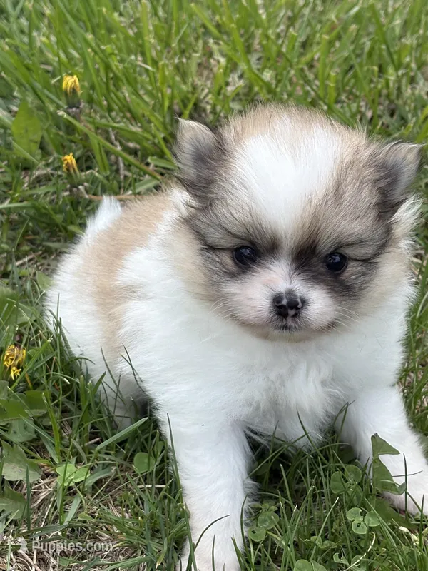 Blarney – Pomeranian puppy for sale in Tiskilwa, IL