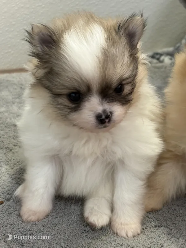 Blarney – Pomeranian puppy for sale in Tiskilwa, IL