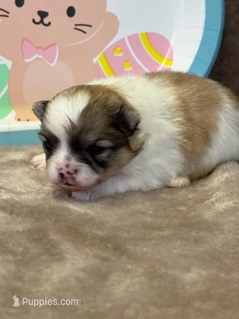 Blarney – Pomeranian puppy for sale in Tiskilwa, IL