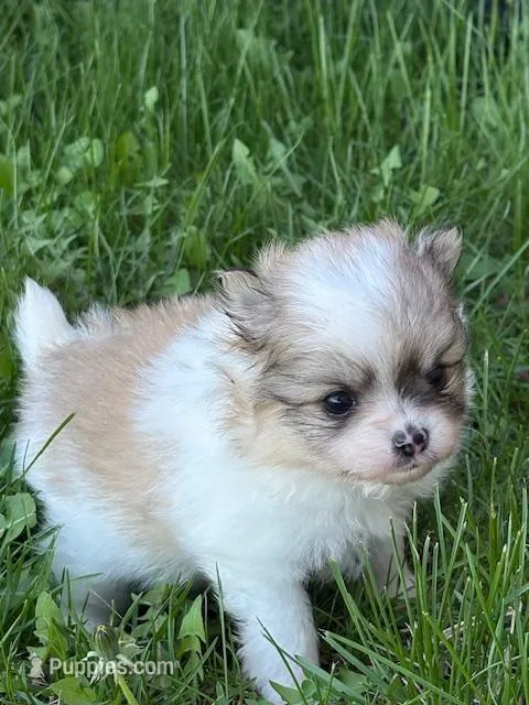 Blarney – Pomeranian puppy for sale in Tiskilwa, IL