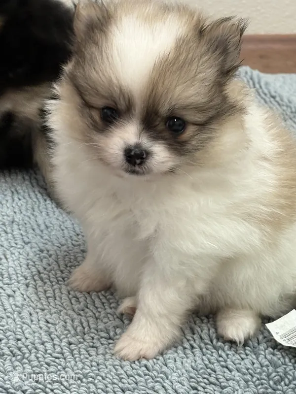 Blarney – Pomeranian puppy for sale in Tiskilwa, IL
