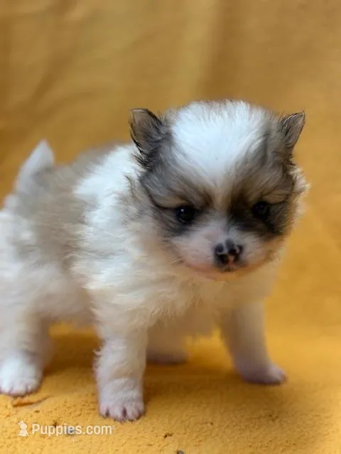 Blarney – Pomeranian puppy for sale in Tiskilwa, IL