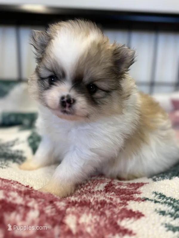 Blarney – Pomeranian puppy for sale in Tiskilwa, IL