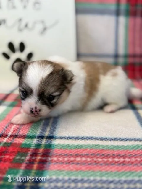 Blarney – Pomeranian puppy for sale in Tiskilwa, IL