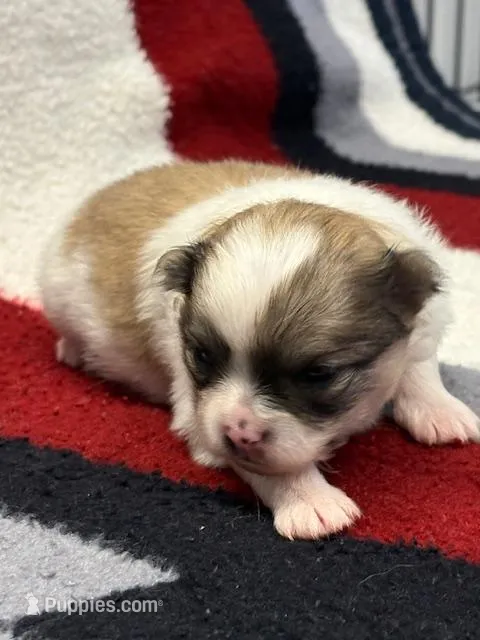 Blarney – Pomeranian puppy for sale in Tiskilwa, IL