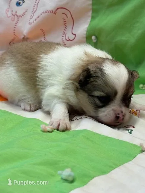 Blarney – Pomeranian puppy for sale in Tiskilwa, IL