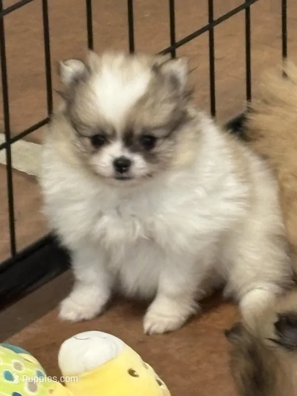 Blarney – Pomeranian puppy for sale in Tiskilwa, IL