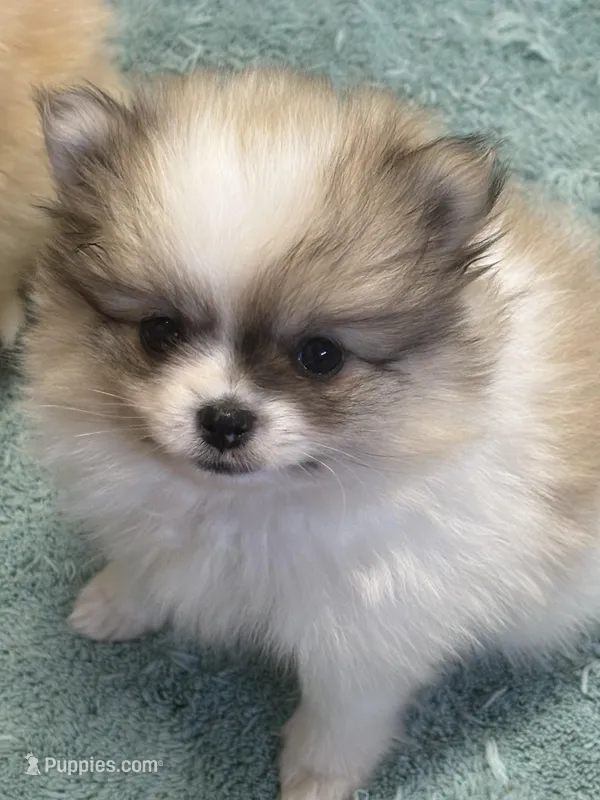 Blarney – Pomeranian puppy for sale in Tiskilwa, IL
