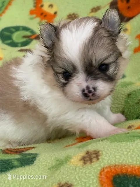 Blarney – Pomeranian puppy for sale in Tiskilwa, IL