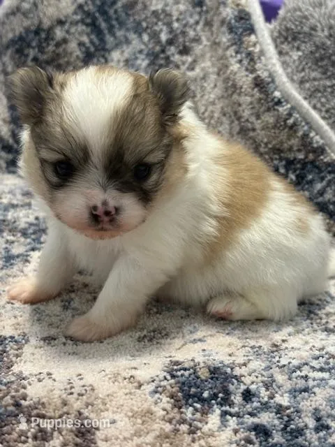 Blarney – Pomeranian puppy for sale in Tiskilwa, IL