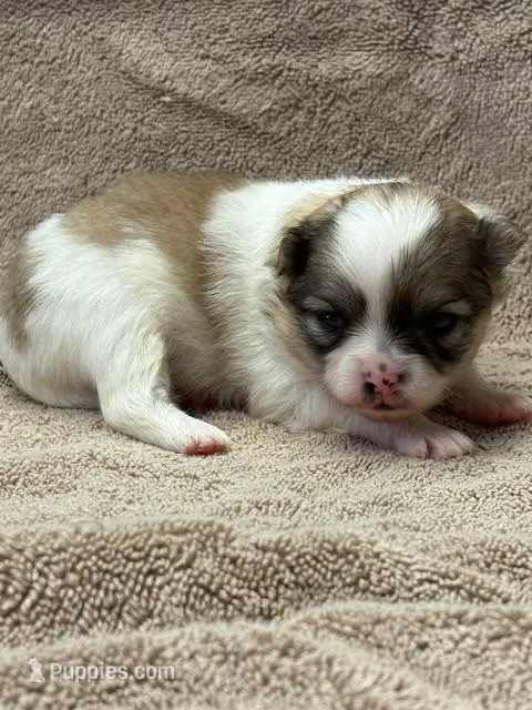 Blarney – Pomeranian puppy for sale in Tiskilwa, IL