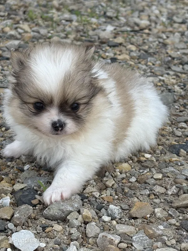 Blarney – Pomeranian puppy for sale in Tiskilwa, IL