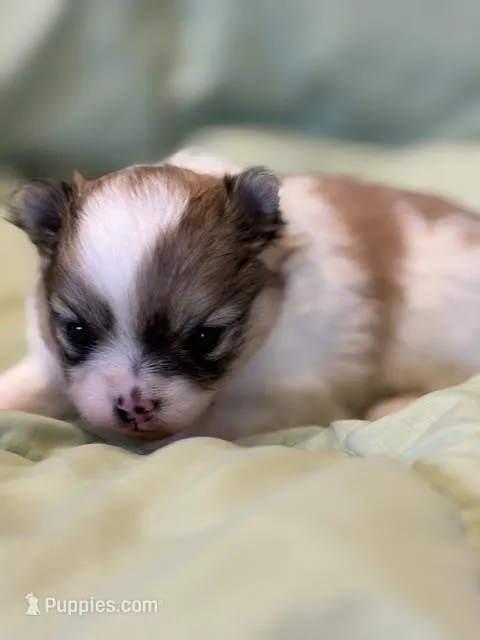 Blarney – Pomeranian puppy for sale in Tiskilwa, IL