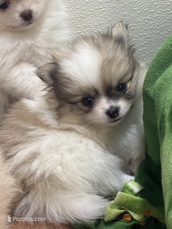 Blarney – Pomeranian puppy for sale in Tiskilwa, IL