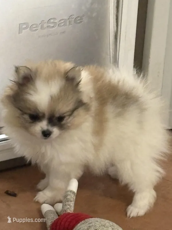 Blarney – Pomeranian puppy for sale in Tiskilwa, IL