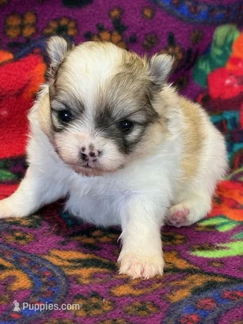 Blarney – Pomeranian puppy for sale in Tiskilwa, IL