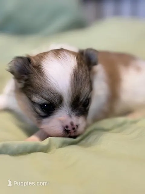 Blarney – Pomeranian puppy for sale in Tiskilwa, IL