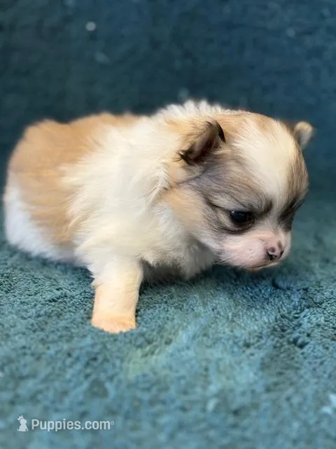 Blarney – Pomeranian puppy for sale in Tiskilwa, IL