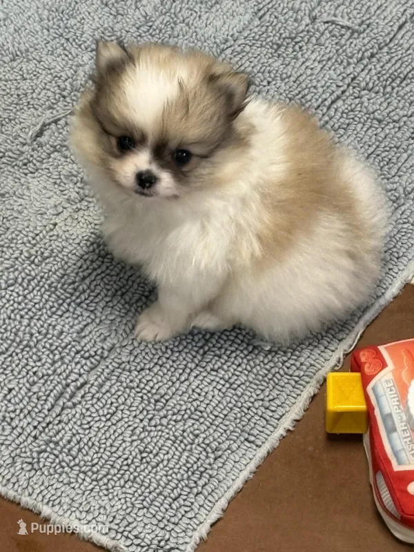 Blarney – Pomeranian puppy for sale in Tiskilwa, IL