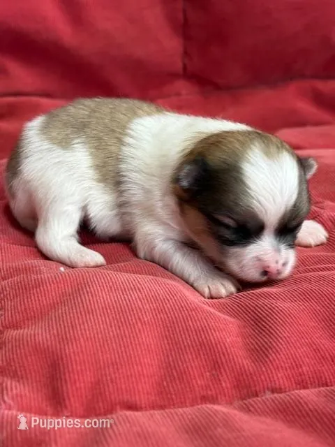 Blarney – Pomeranian puppy for sale in Tiskilwa, IL