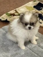 Blarney, a male Pomeranian for sale in Tiskilwa, IL – 2 of 8