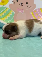 Blarney, a male Pomeranian for sale in Tiskilwa, IL – Photo 2 of 2