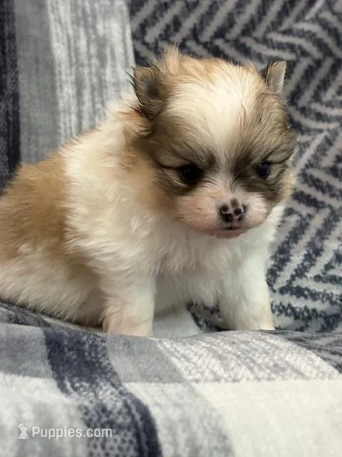 Blarney – Pomeranian puppy for sale in Tiskilwa, IL