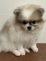 Blarney, a male Pomeranian for sale in Tiskilwa, IL – 5 of 8