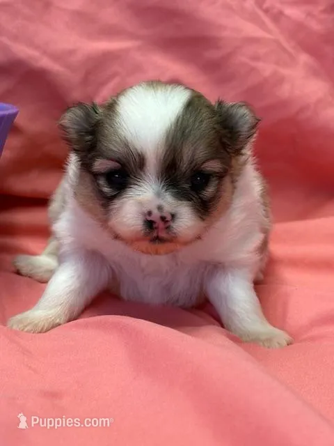 Blarney – Pomeranian puppy for sale in Tiskilwa, IL