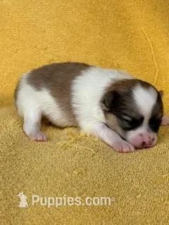 Blarney – Pomeranian puppy for sale in Tiskilwa, IL